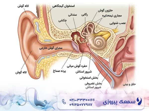 آناتومی شیپور استاش